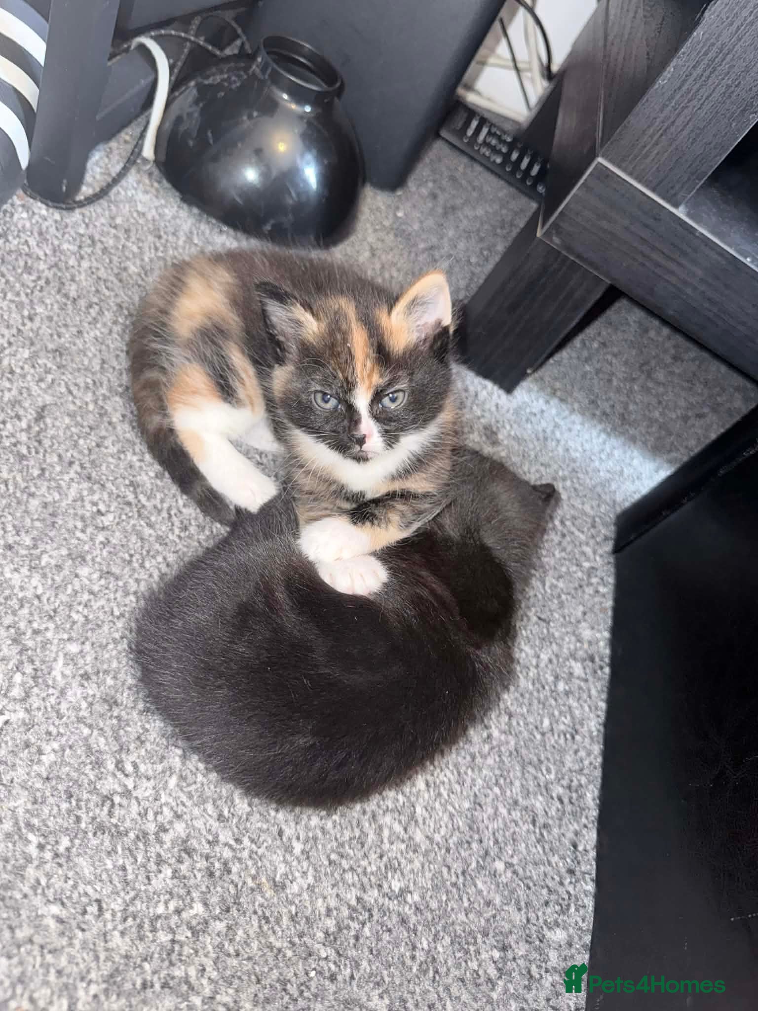 Mixed Breed cats 1 boy and 2 girls - please read description - Advert 1