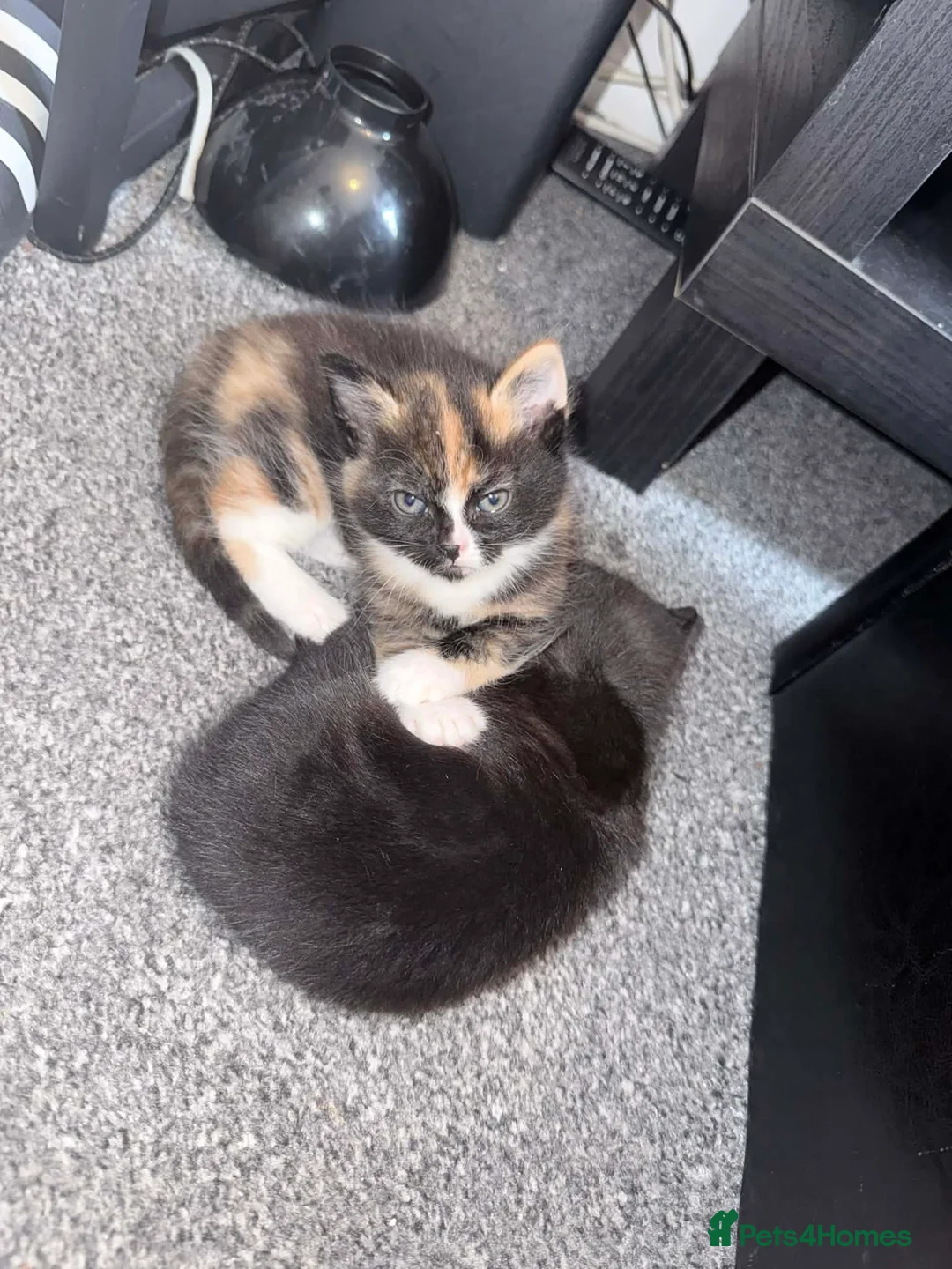 Mixed Breed cats for sale: 1 boy and 2 girls - please read description in Southampton - Advert 1