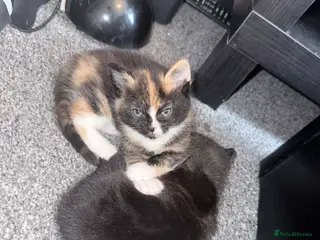 Mixed Breed cats 1 boy and 2 girls - please read description - Advert 1