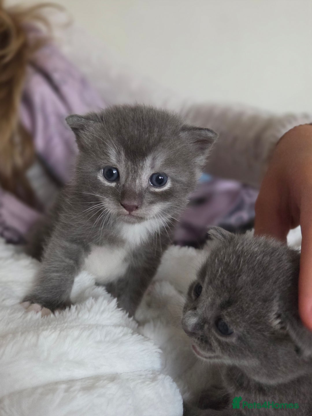 Brazilian Shorthair cats for sale: British shorthair/ domestic - Image 6