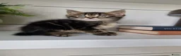 Maine Coon cats for sale: My maincoon Luna has had 7 beautiful kittens - Advert 19
