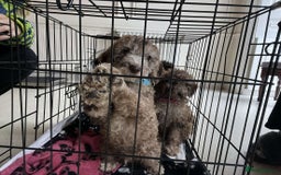 Toy Poodle dogs for sale: Gorgeous Minature Toy Poodles  - Image 1