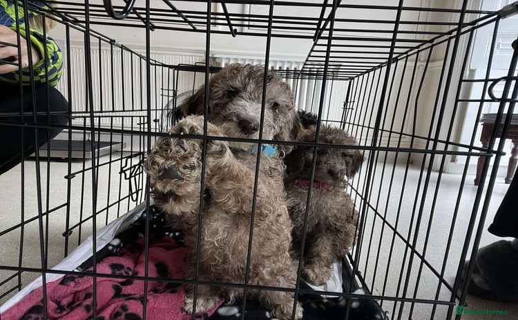 Toy Poodle dogs - Advert 3