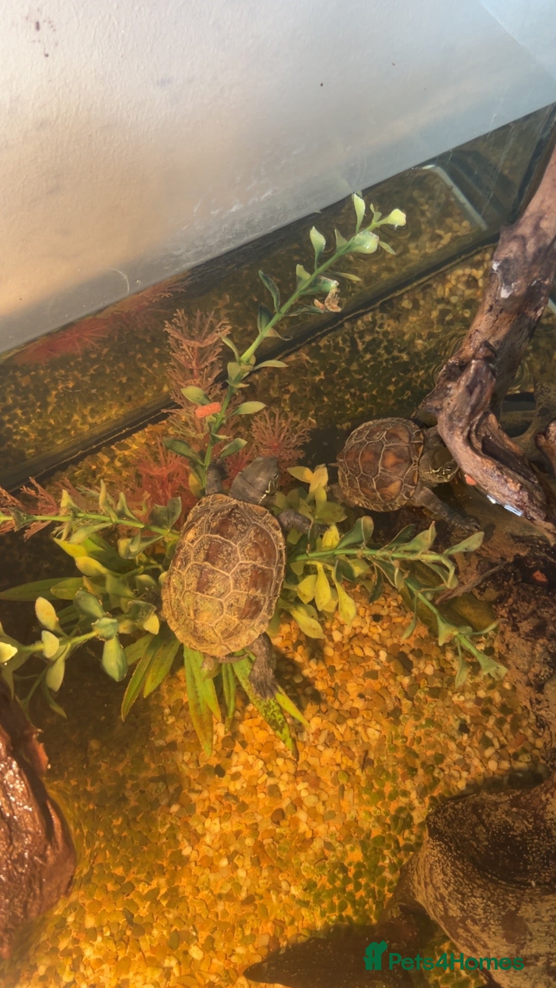 Turtle reptiles Reeve turtles  - Advert 2