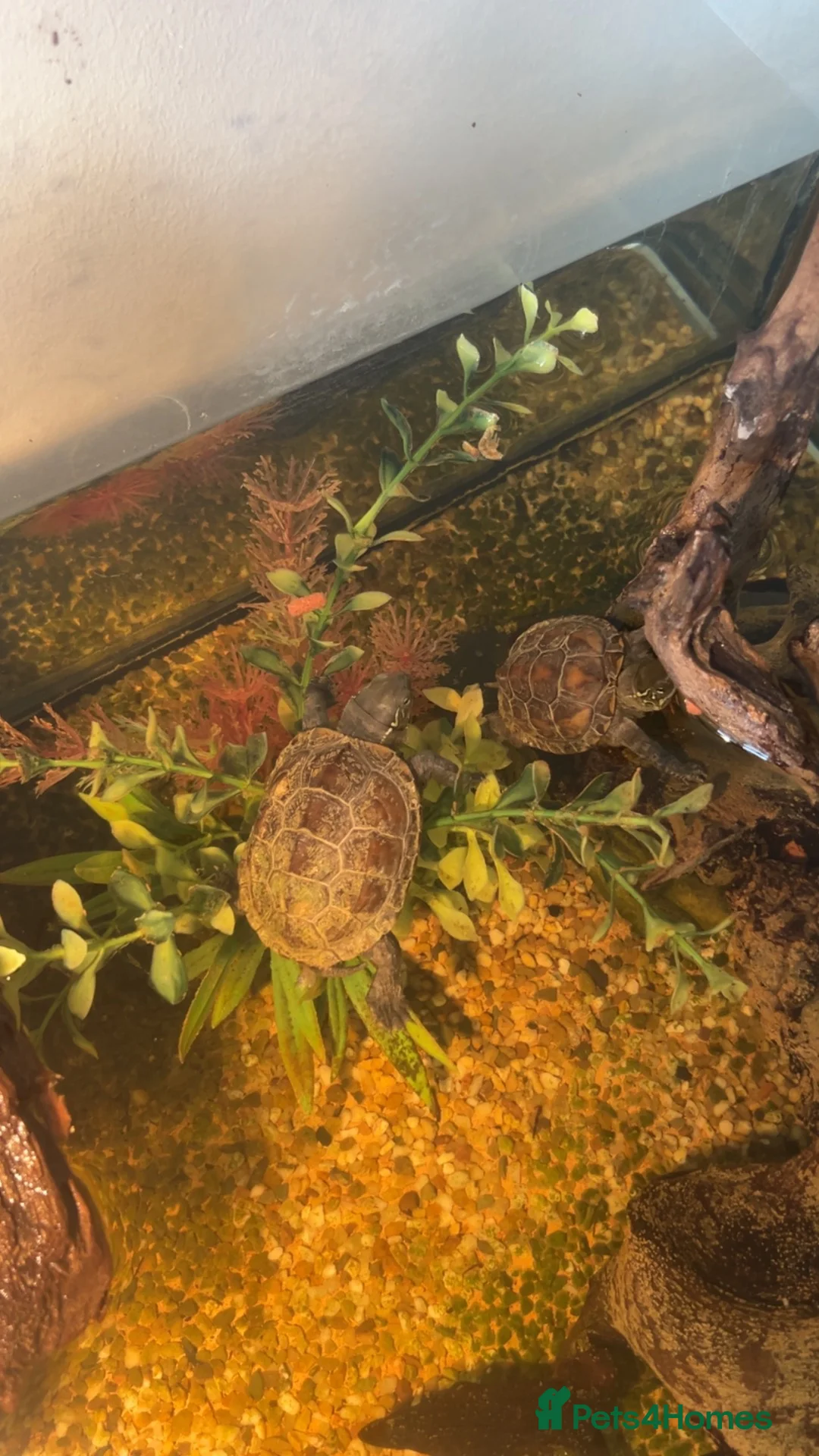 Turtle reptiles for sale: Reeve turtles  in Wisbech - Advert 2