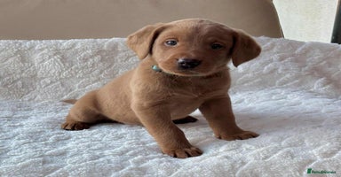 Labrador Retriever dogs KC Registered Fox Red Labrador puppies - Advert 15