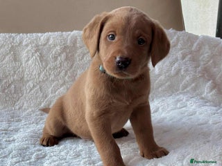 Labrador Retriever dogs KC Registered Fox Red Labrador puppies - Advert 8