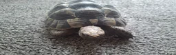 Tortoise reptiles for sale: Spur-thigh Testudo graeca - Advert 4