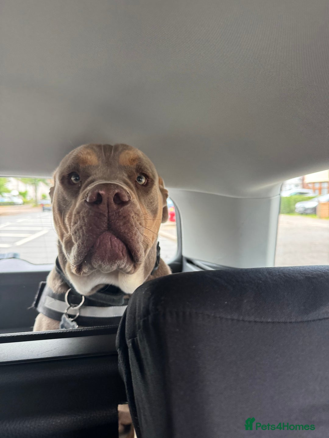 Olde English Bulldogge dogs for sale: Old English in need of a loving home  - Advert 8