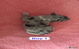 Border Collie dogs for sale: 10 border collies for sale  - Image 2