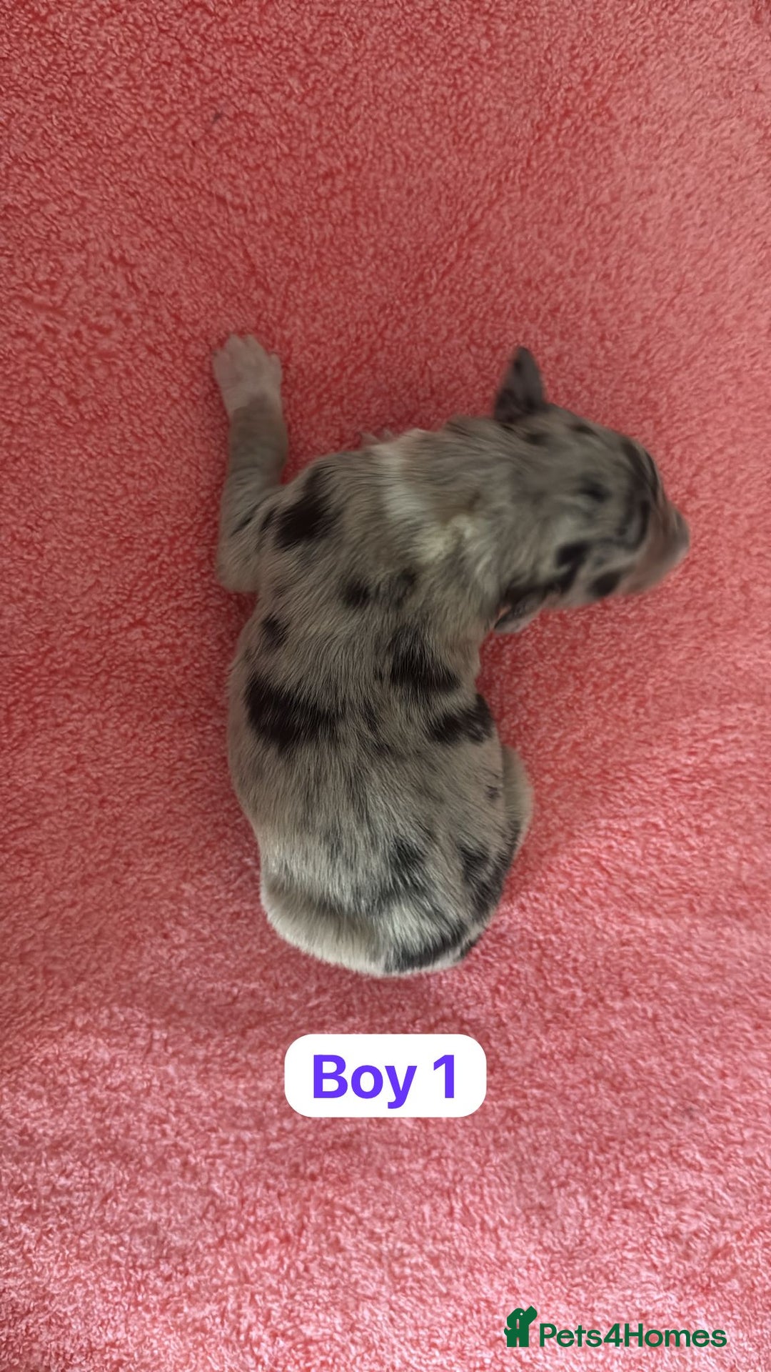 Border Collie dogs for sale: 10 border collies for sale  - Image 2
