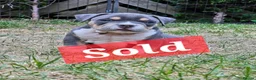 American Bully dogs for sale: Cowboyline pocket bullies (11 weeks old) - Advert 11