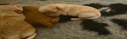 Maltipoo dogs for sale: Maltipoo Puppies - Advert 3