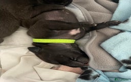 Staffordshire Bull Terrier dogs for sale: Last male Staffy looking for his forever home - Image 7