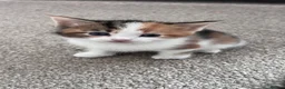 Mixed Breed cats for sale: 2 gorgeous kittens looking for their forever home - Advert 4