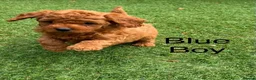 Cavapoo dogs for sale: Backcrossed/ F1b cavapoo - Advert 9