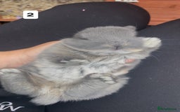 Mini Lop rabbits for sale: 4 beautiful mini lop bunnies🩵🩷 - Image 2