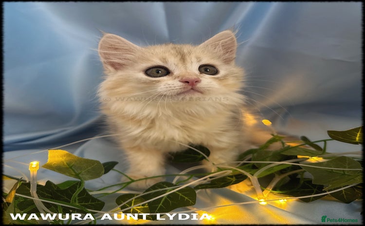 Siberian cats - Advert 1