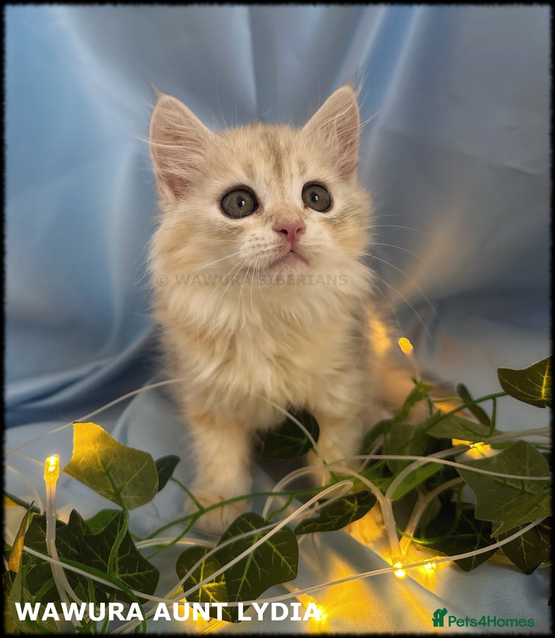 Siberian cats for sale: Siberian Kittens Available for Reservation!  - Image 1