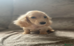 Dachshund dogs for sale: cream KC long haired miniature dachshunds for sale - Image 17