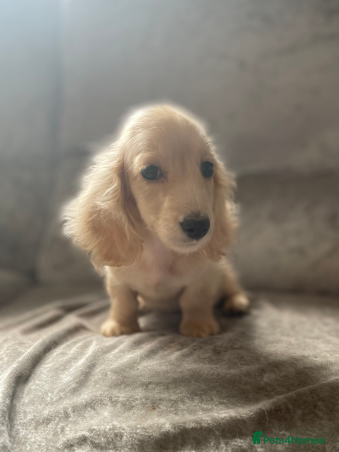 Dachshund dogs for sale: cream KC long haired miniature dachshunds for sale - Image 17