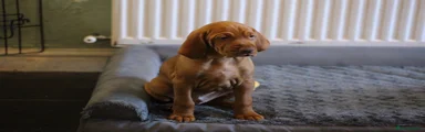 Hungarian Vizsla Boy 1