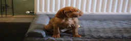 Hungarian Vizsla dogs for sale: Hungarian Vizsla Puppies – Rich Geltwood Heritage - Advert 40
