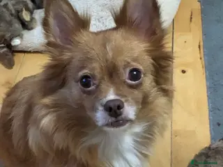 Chihuahua dogs 3 gorgeous pedigree puppies - Advert 1