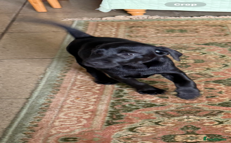 Patterjack dogs - Advert 1