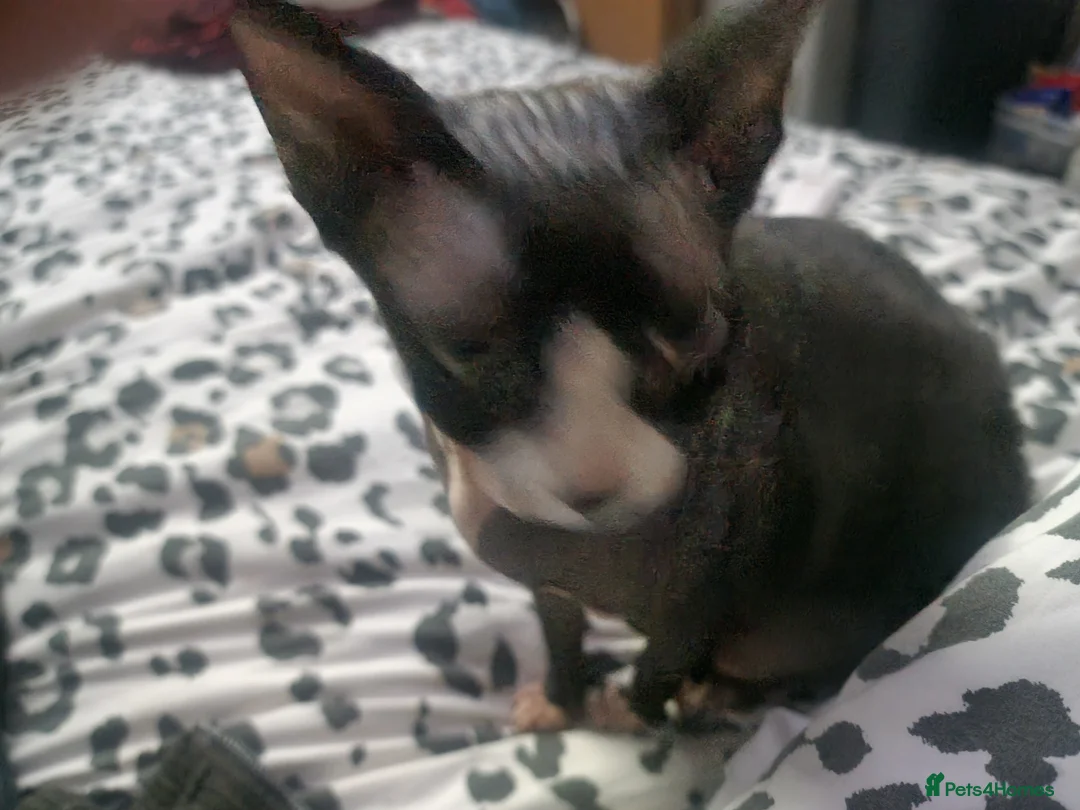 Sphynx cats for sale: Loving friendly black and white sphinx needs home in Seaford - Advert 7