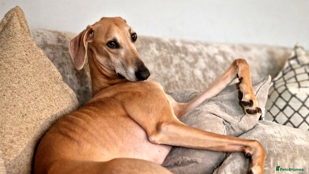 Mixed Breed dogs for sale: Saluki Greyhound Whippet.  - Advert 5