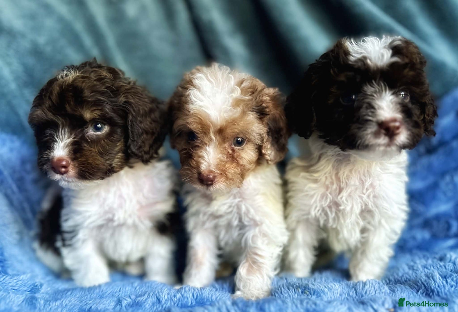 Cockapoo dogs Tiny Toy Roan and Merle Cockapoos - Advert 1