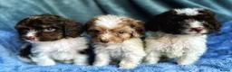 Cockapoo dogs for sale: Tiny Toy Roan and Merle Cockapoos - Advert 1