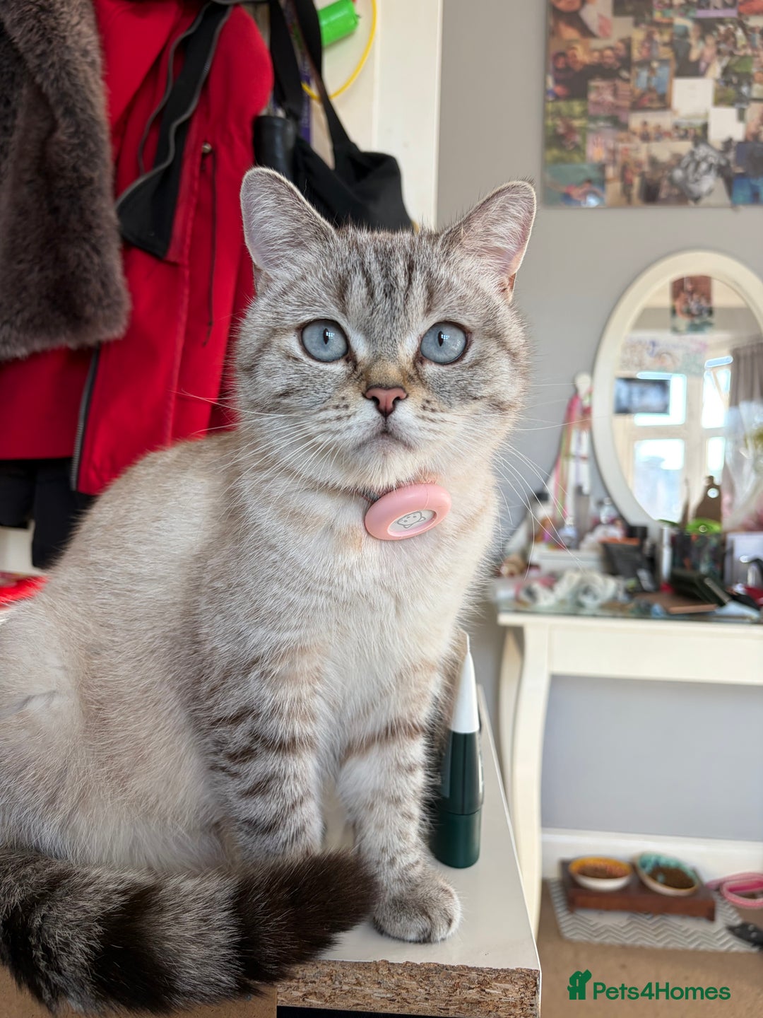 Scottish Fold cats for sale: Scottish Fold/Straight Kittens  - Advert 2