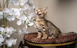 Bengal cats for sale: BABETTE-LAST available girl from the litter-TICA  - Image 24