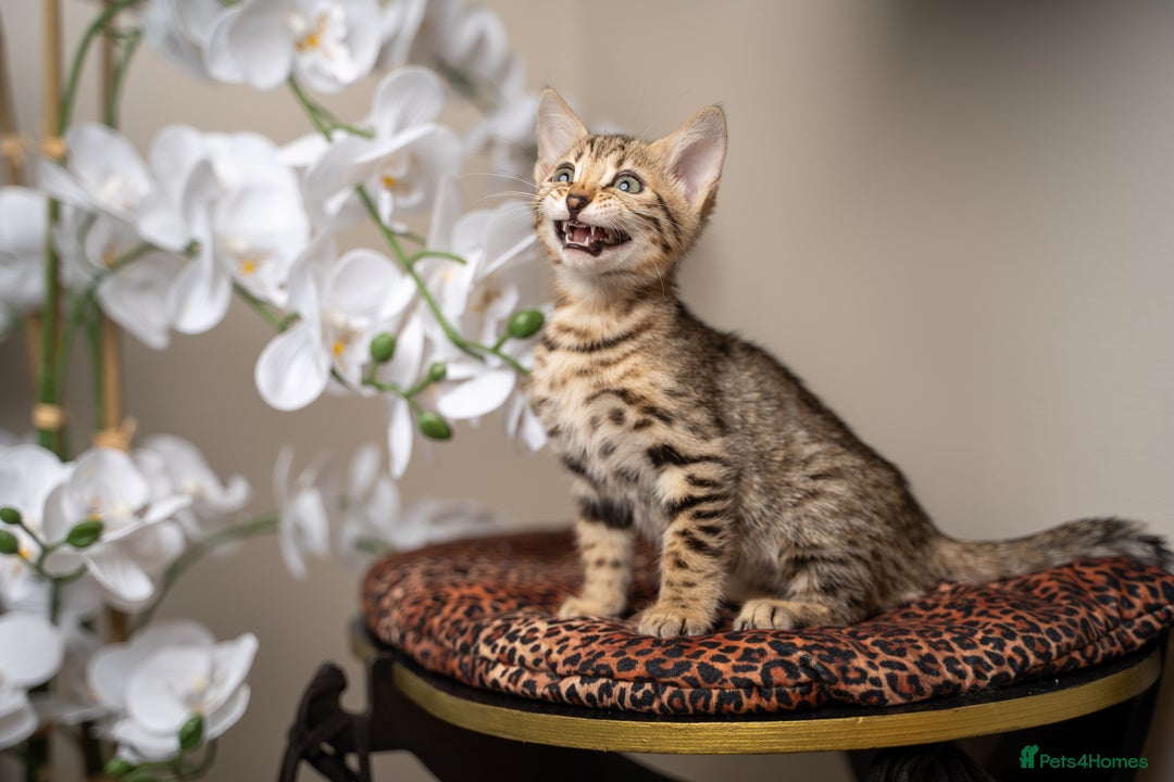 Bengal cats for sale: BABETTE-LAST available girl from the litter-TICA  - Image 24