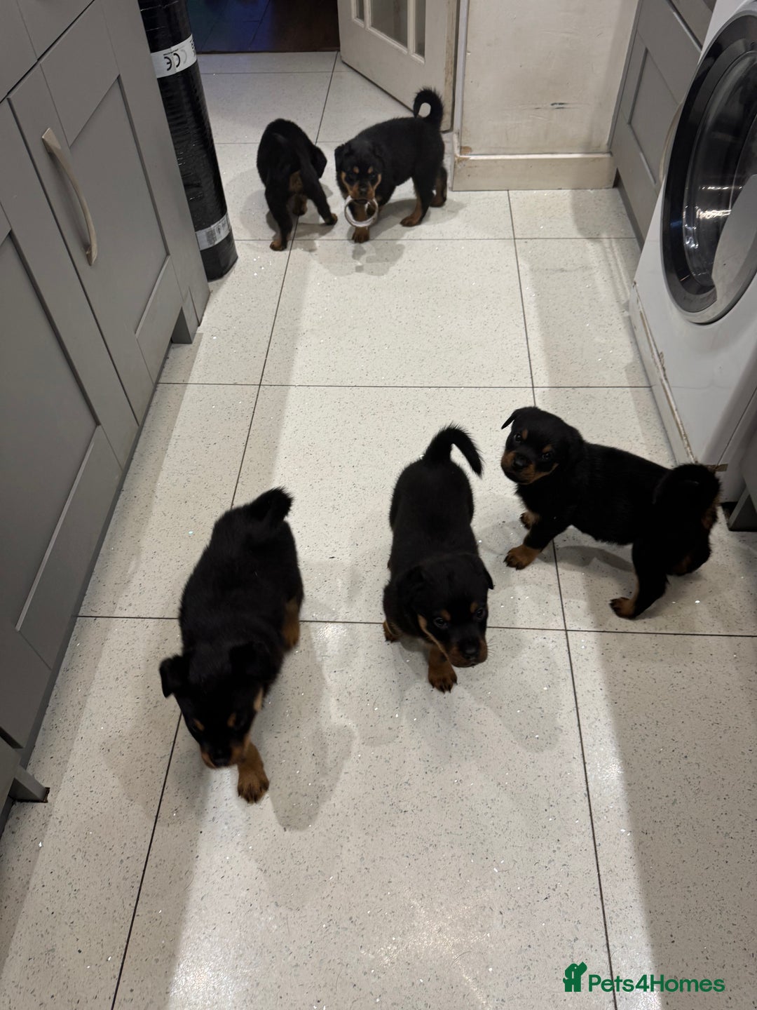 Rottweiler dogs for sale: Beautiful chunky Rottweiler puppies  - Advert 4