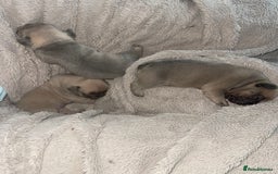 French Bulldog dogs for sale: Last little true to type Frenchbulldog - Image 1