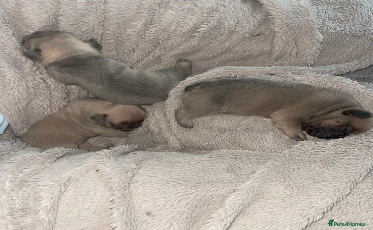French Bulldog dogs - Advert 2