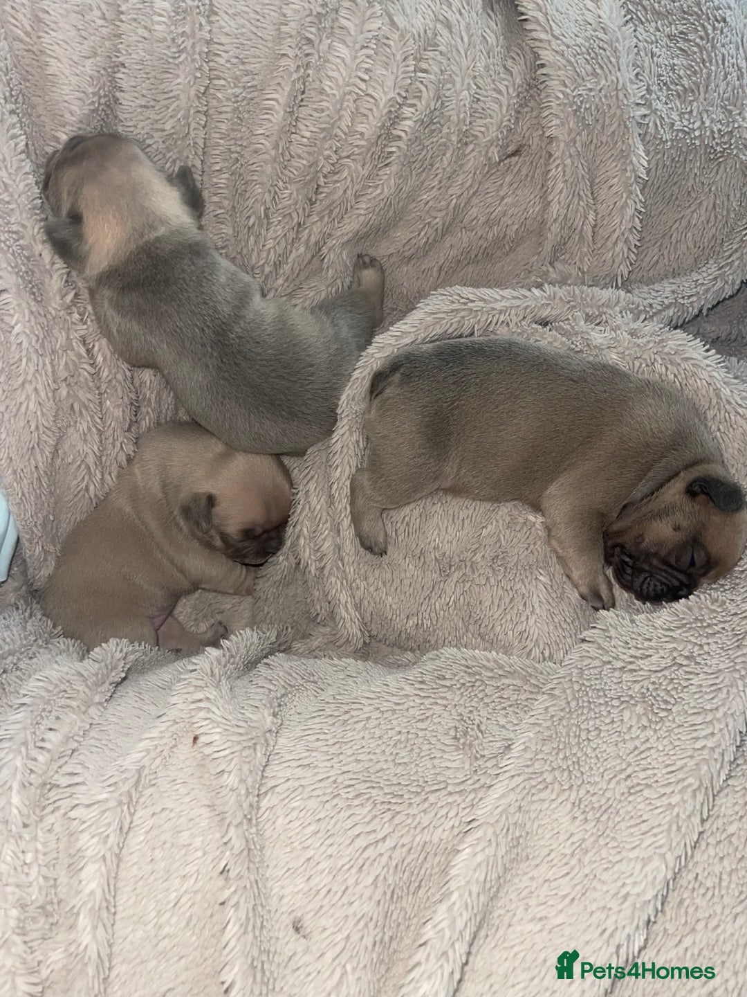 French Bulldog dogs for sale: Last little true to type Frenchbulldog - Image 1