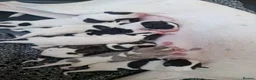 Whippet dogs for sale: Parti Whippet Puppies  in Shepton Mallet - Advert 2