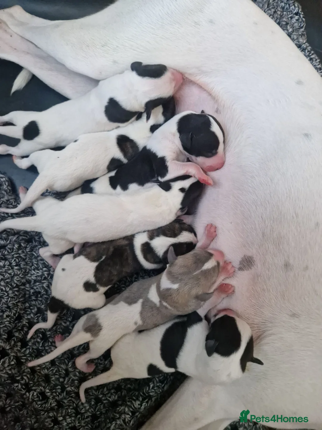 Whippet dogs for sale: Parti Whippet Puppies  in Shepton Mallet - Advert 2