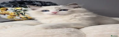 Ragdoll 5
