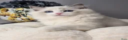 Ragdoll cats for sale: 🥇🏆🐆Exclusive kittens❤️✨️🏆Award winning cattery - Advert 21