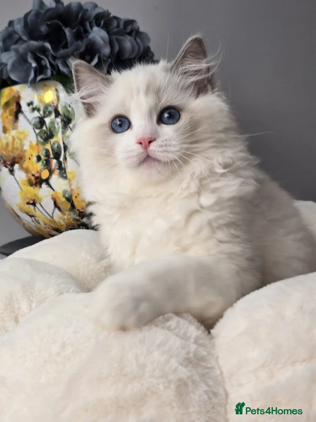 Ragdoll cats for sale: 🥇🏆🐆Exclusive kittens❤️✨️🏆Award winning cattery - Advert 21