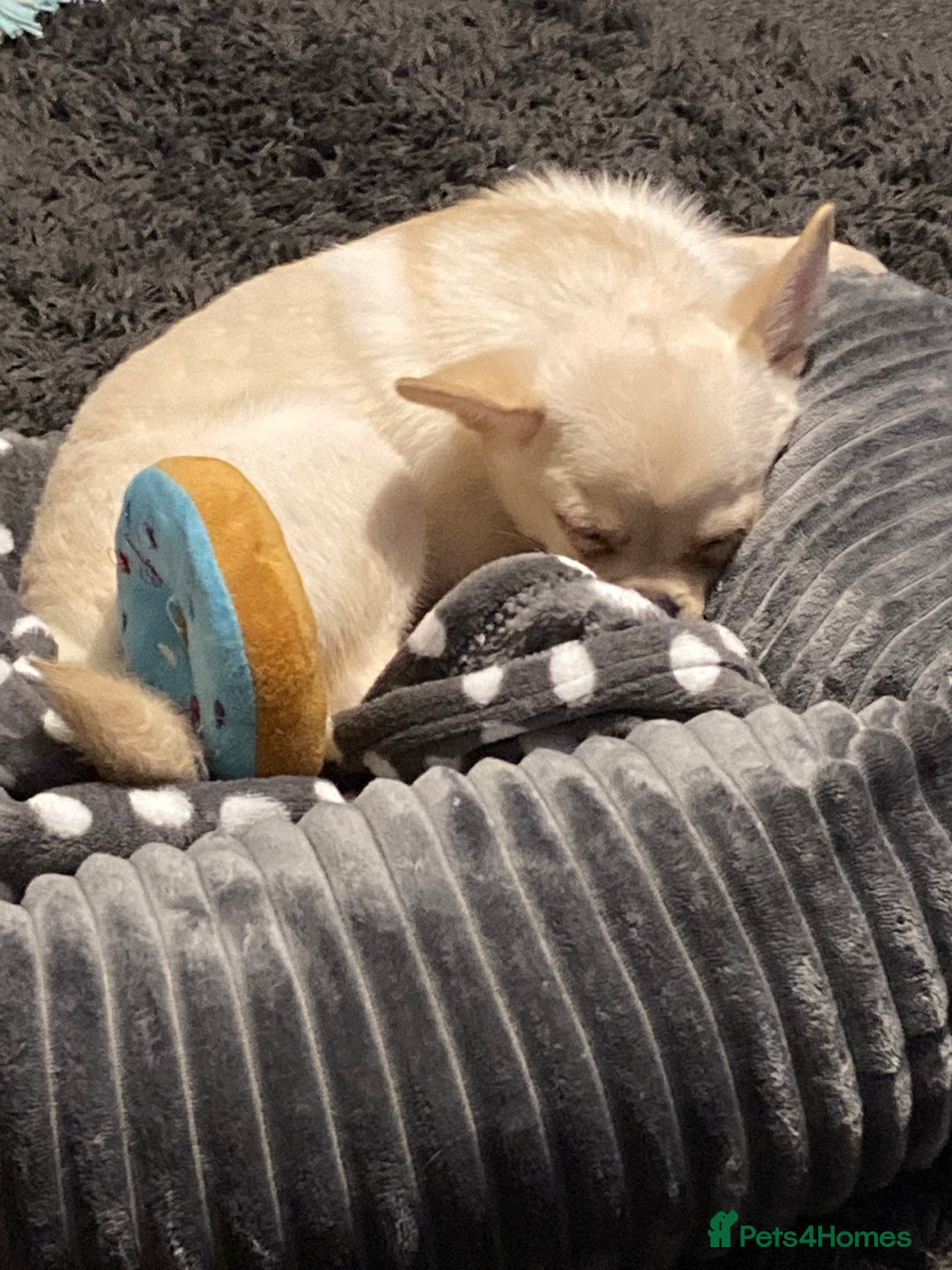 Mixed Breed dogs for sale: Pom-A-Pug 3 months - Image 2