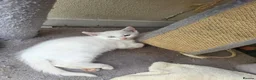 Turkish Angora cats for sale: Cute kittens in Leigh-on-Sea - Advert 6