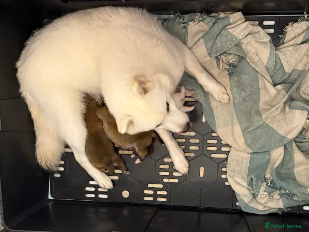 Japanese Shiba Inu dogs for sale: Bonny babies - Advert 5