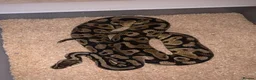 Python Snake reptiles for sale: Ball pythons  - Advert 18
