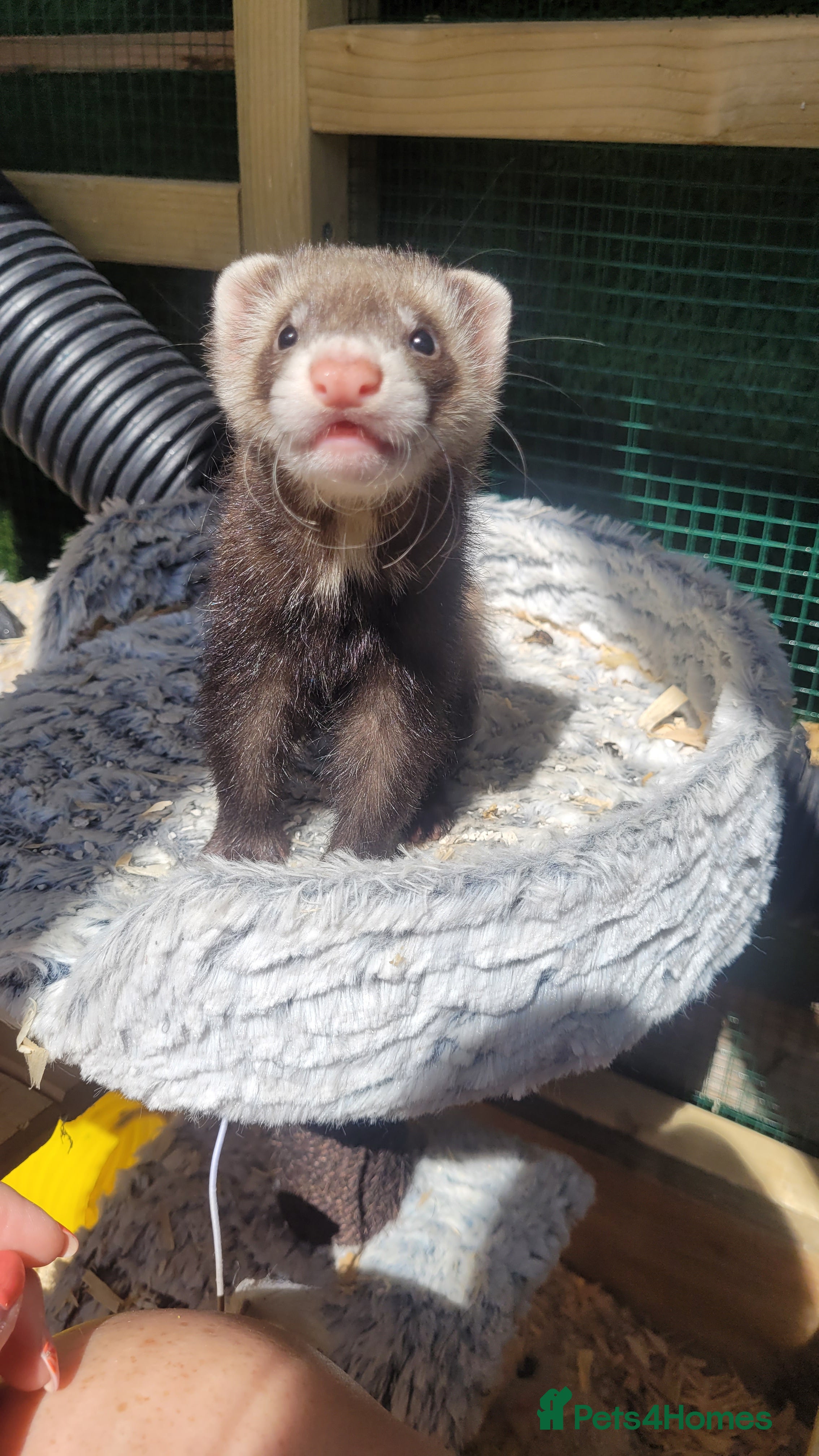 Ferret rodents 6 beautiful kits (only 2 males left) - Advert 11